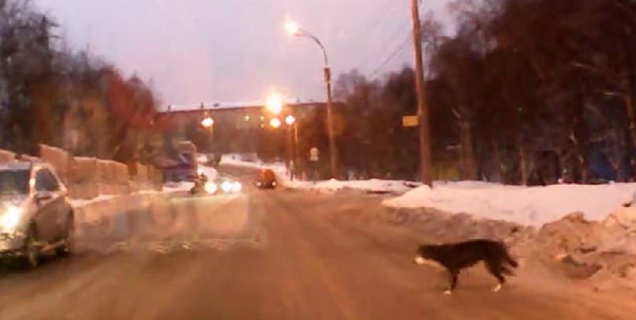В Мурманске собака показала пример пешеходам по соблюдению ПДД [видео]