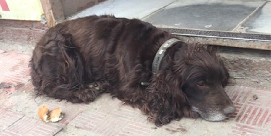 Информация о побитой собаке у мурманского магазина не подтвердилась