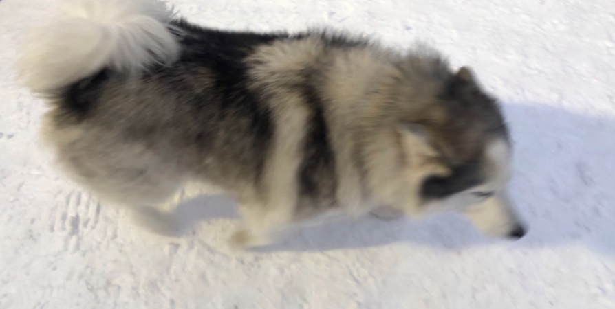 Зооволонтеры: Врачи подтвердили, что щенка в Североморске изуродовали ножом