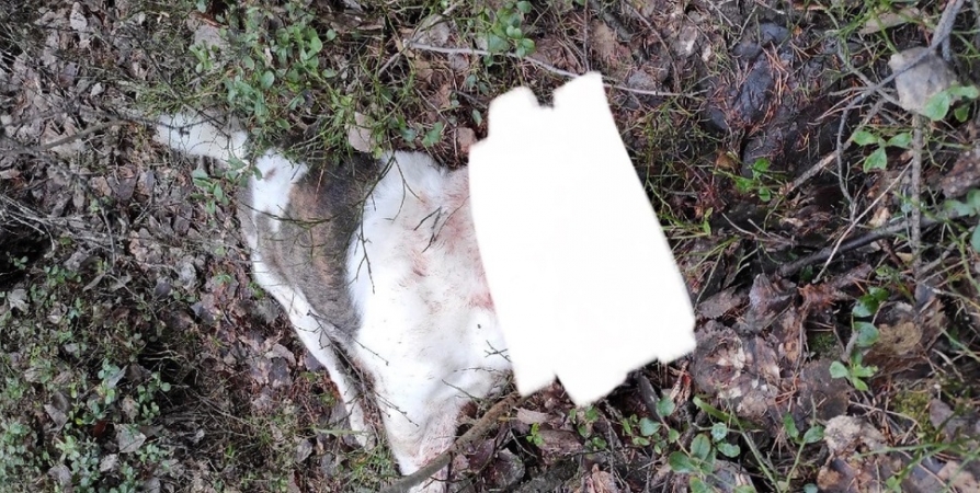 Тело найденной в лесу Кандалакши собаки отправят на экспертизу