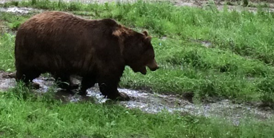 В районе кладбища Заозерска заметили медведицу с малышами