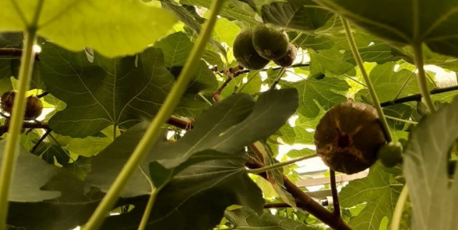 В оранжерее Ботанического сада в Кировске созрели плоды инжира
