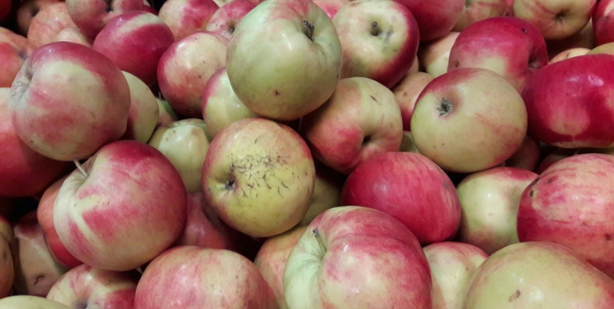 Почти на 3% подешевели яблоки в Мурманской области