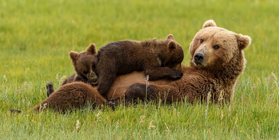 Семью медведей встретили в Печенгском округе