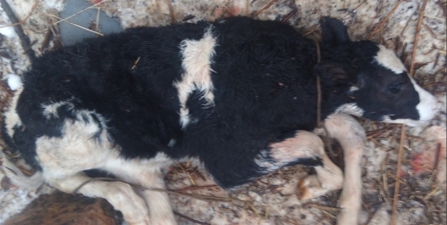 У жительницы Кандалакши стая бездомных собак загрызла теленка