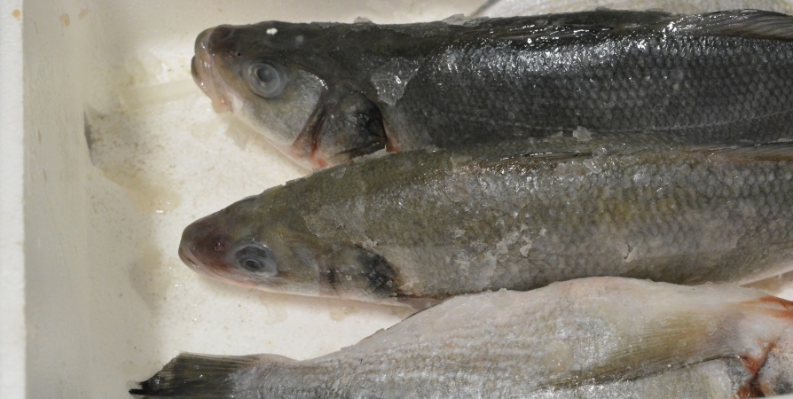 В Заполярье уничтожили 56 кг опасной рыбной продукции