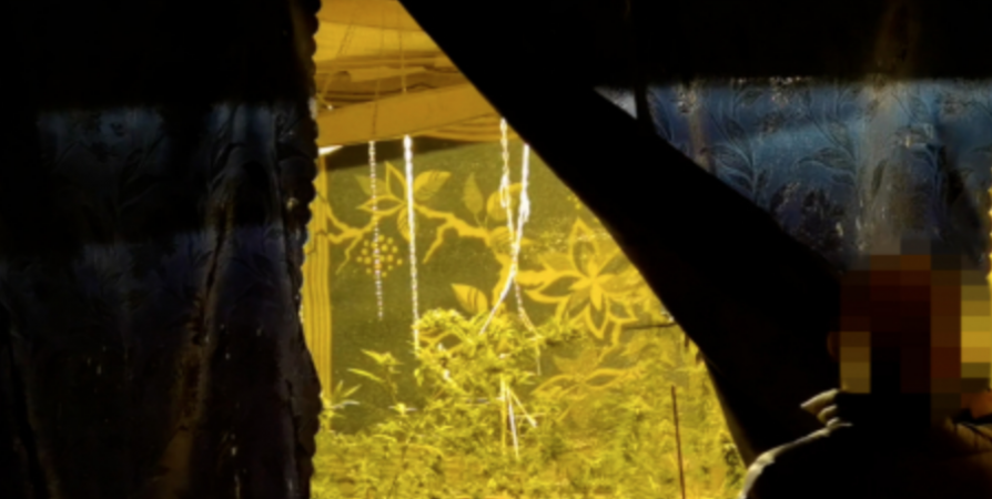 Мурманчанин выращивал в квартире на Кольском наркосодержащие растения