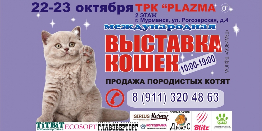 Международную выставку кошек откроют в Мурманске 22 октября - Все новости -  Новости Мурманска и Мурманской области - Информационное агентство Nord-News