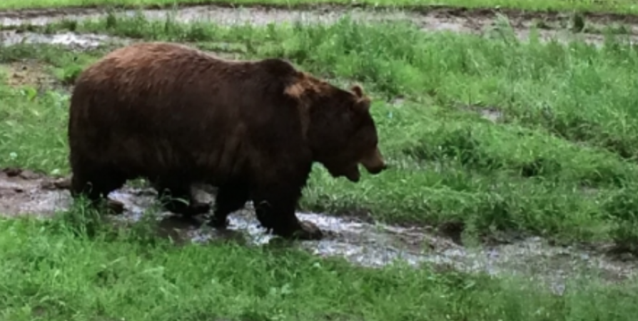 В Мурманской области отстрелили трех медведей