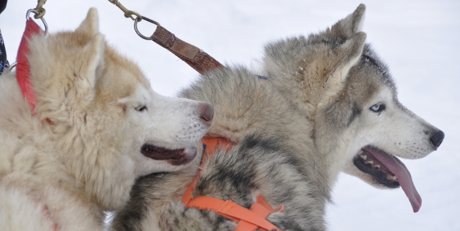 В Мончегорске выясняют, кто напал на собак - волки или сородичи