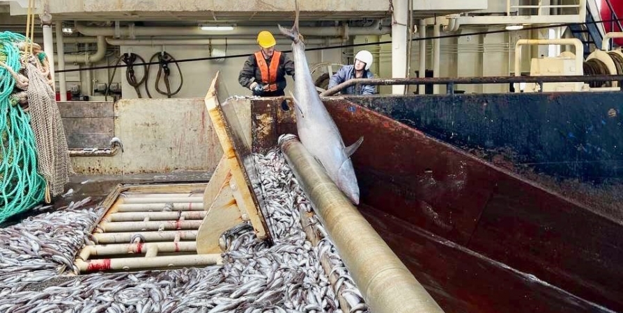 Почти 27 тысяч тонн рыбы экспортировали из Мурманской области за два месяца