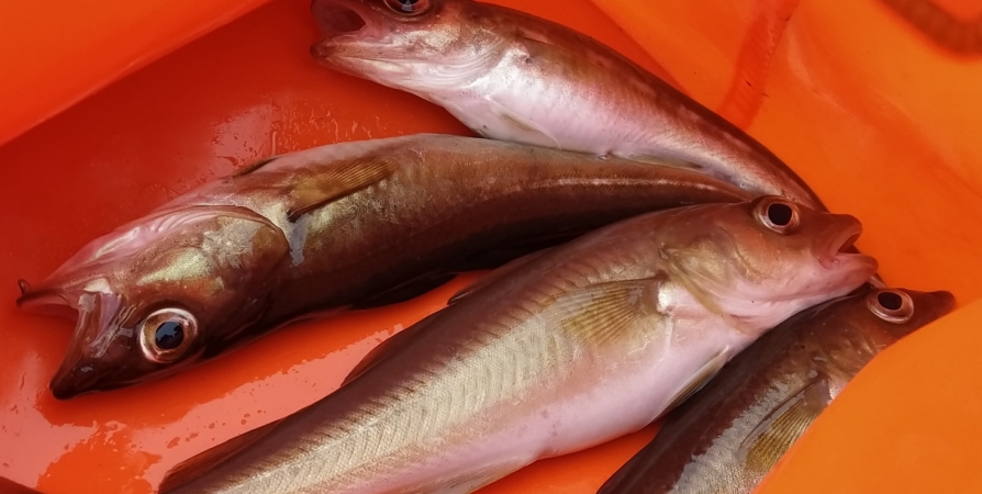 Норвежский запрет на ввоз рыбы коснулся лишь нескольких переработчиков Заполярья