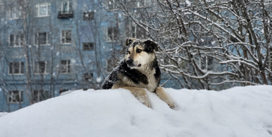 Мэрия Кандалакши заплатит 350 тыс. рублей покусанному бездомной собакой ребенку