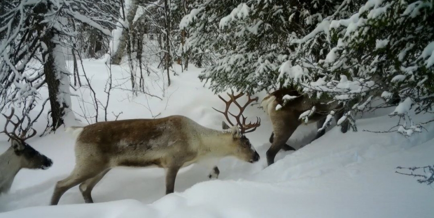 «Дикий кадр»: Важенок с оленятами зафиксировала фотоловушка в Лапландском заповеднике