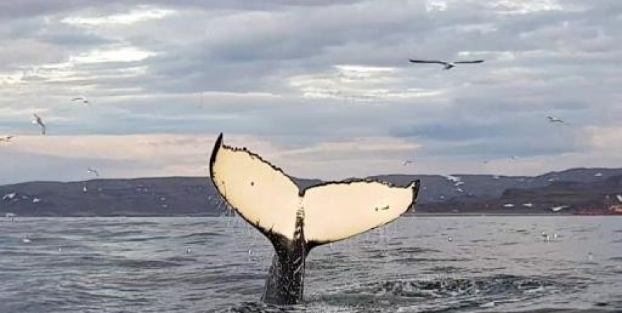 Заполярный горбатый кит добрался до берегов Кабо-Верде