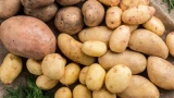 Повреждённая и гнилая картошка — корм для домашнего скота или яд