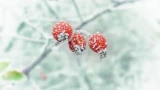 Тёплая зима сбивает растения с толку — 5 шагов для помощи в необычных погодных условиях