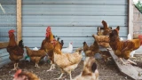 Куры зимой плохо несли яйца: изменила условия — несутся не переставая