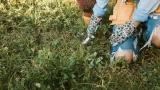 Сныть на даче: как избавиться навсегда — 3 главных правила