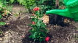 Розы из коробок: сразу в землю сажать нельзя — что делать, чтобы прижились