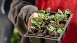 Рассада крепнет на глазах: 3 важных условия выращивания — никаких хилых переростков