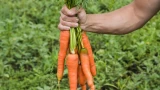 Посадка моркови в открытый грунт: учтите 2 нюанса — уродится сочная и крупная