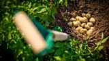 Горы урожая картошки: что класть в лунку, чтобы не разочароваться — 3 лучших удобрения