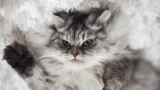 Кошка не любит? — как распознать антипатию и что с ней делать: питомец вас заобожает