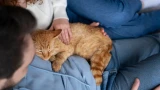 Почему кошка постоянно спит на мне? Как питомец делает выбор — возможно, дело в запахе