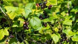 Уничтожитель ягод: почковый клещ опасен для смородины — как избавиться