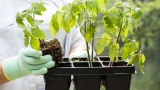 Рассада вытянулась и погибла: 7 ошибок, которые может совершить каждый — учимся правильно ухаживать за томатами