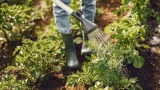 Прыскаю на даче всё подряд: урожай не успеваю собирать — суперподкормка из 1 ингредиента
