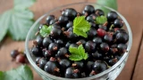 Тля облетает смородину за 10 верст: ягоды крупные, сочные, вкуснейшие — все это благодаря одному «сорняку»
