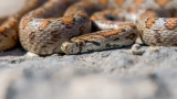 Гадюки, медянки и ужи будут в панике наперегонки уползать с вашего участка: средства со 100% результатом — пора показать гадам, кто главный