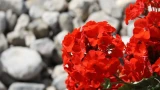 Герань не узнаете: листья станут яркими и сочными, бутоны начнут появляться один за другим — вот что делает удачная подкормка