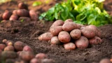 Семенной картофель обрабатываю новым методом: посоветовал агроном — пустых кустов на 80% меньше