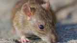 Мыши и крысы будут перебирать лапами со скоростью звука: побегут с участка только так — какие средства борьбы использовать