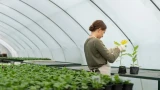 В необогреваемой теплице может быть очень тепло: эффект термоса творит чудеса — как этого добиться