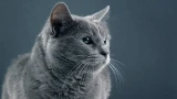 Кошки — те ещё привереды: 7 причин — почему питомцы вредничают
