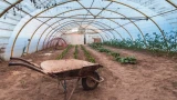 Спасаем почву в теплице: как позеленевшую весной землю сделать плодородной — 3 приёма