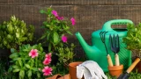 Всего месяц и проволочника как ни бывало: бесплатный и простой способ — работает на 100%