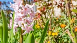 Неприхотливые цветы в саду: будут радовать глаз — особого ухода не требуют