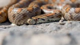 Змеи не смогут попасть на ваш участок, даже если будут кишеть у соседей: надежные способы защиты — работают на 100%