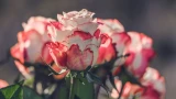 Заряд бодрости для пионов и роз: секретная подкормка для пышного цветения — рецепт советской цветочницы