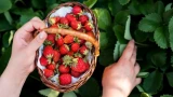 Клубника вырастает сочная, крупная: урожай просто огромный — вот что значит в мае правильно ухаживать за ягодой