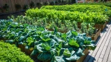 Можно обойтись без покупки земли: как поднять уровень грунта на дачном участке — интересное решение