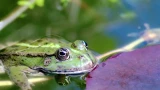 Французы этого не понимают: в России водятся съедобные лягушки — почему их не едят