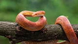 Змеи будут кишеть у соседей, а от вашего участка шарахаться, как от филиала ада на земле: как их отпугнуть — методы со 100% результатом