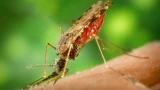 5 насекомых, которых лучше обходить стороной: они есть почти в каждом регионе России