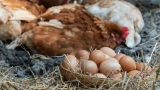 Простые корма для несушек: куры будут нестись круглый год — проверенные рецепты